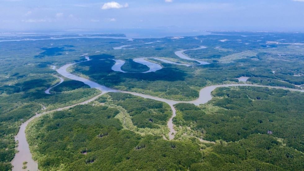 Rừng Sác khu dự trữ sinh quyển thế giới ở Cần Giờ được UNESCO công nhận.
