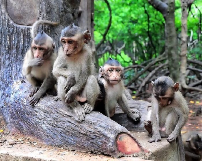 Du lịch khám phá Đảo Khỉ trong khu du lịch Lâm Viên ở Cần Giờ.