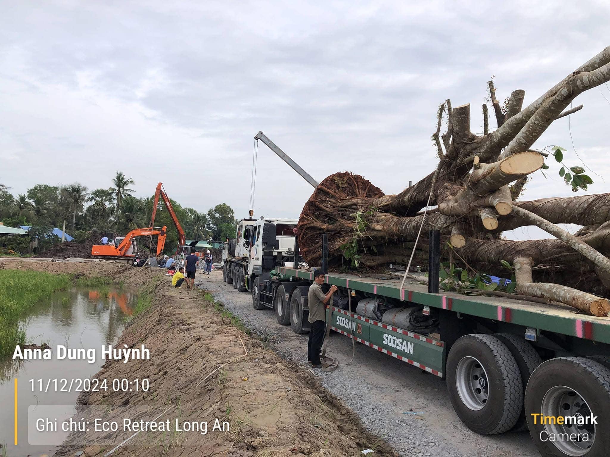 Cây cổ thụ đang được vận chuyển dự án Eco Retreat ở Bến Lức, Long An đầu tháng 12/2024